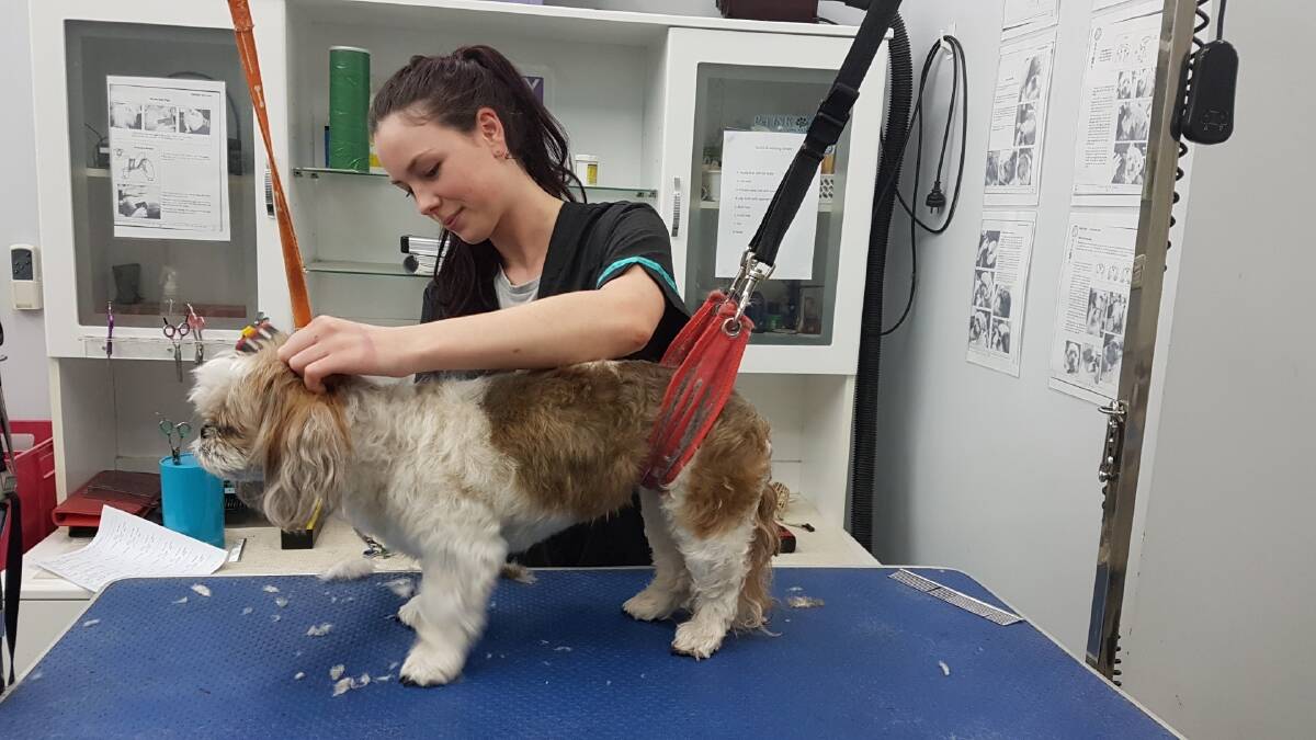 Canberra dog groomer Caitlin Howship is excited to show her creative skills in the ACT competition . Photo: Supplied