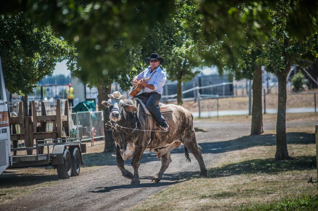 Seen roaming the grounds of the Canberra Show at EPIC, during set-up, Guitar-playing Lachie Cossor and his 1000kg bullock Jigsaw.  Photo: Karleen Minney