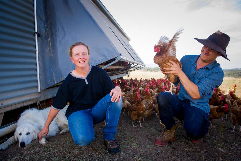 Dr Linda van Bommel (left) with Amberly Eggs manager Adam Lilleyman (right). Mr Lilleyman says they have had no chickens killed by foxes since they brought the maremmas on. Photo: Elesa Kurtz