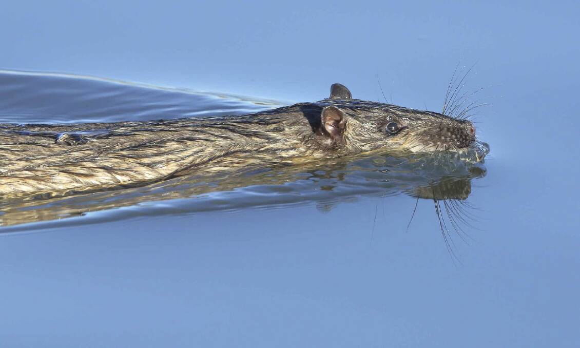 The Australian water-rat or rakali is a native rodent that resembles an otter. Photo: Con Boekel