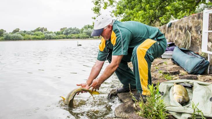 Alan Wood of Melbourne releases a large carp back into the lake. Photo: Rohan Thomson