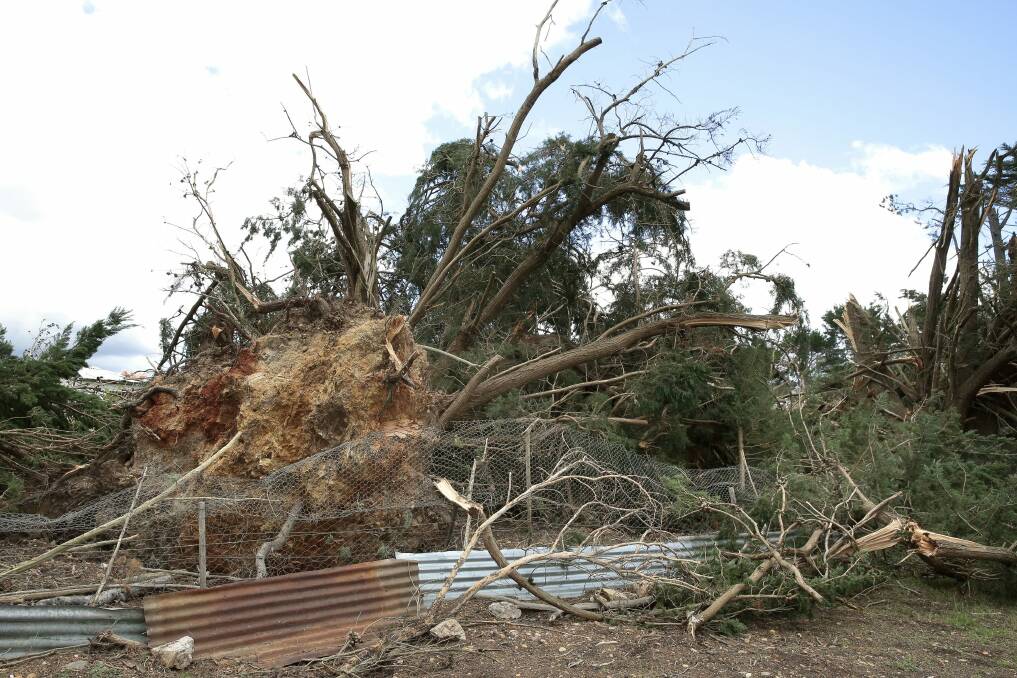 A tree ripped out of the ground by the "weak tornado" at Forbes Creek. Photo: Jeffrey Chan