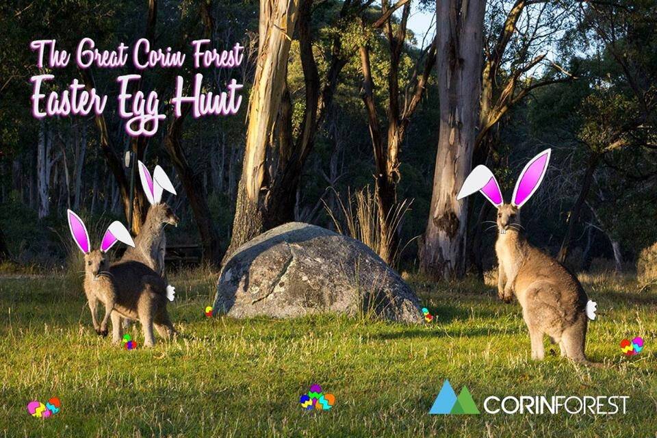 Easter kangaroos at Corin Forest which is having Easter egg hunts from Good Friday to Easter Monday Photo: Supplied