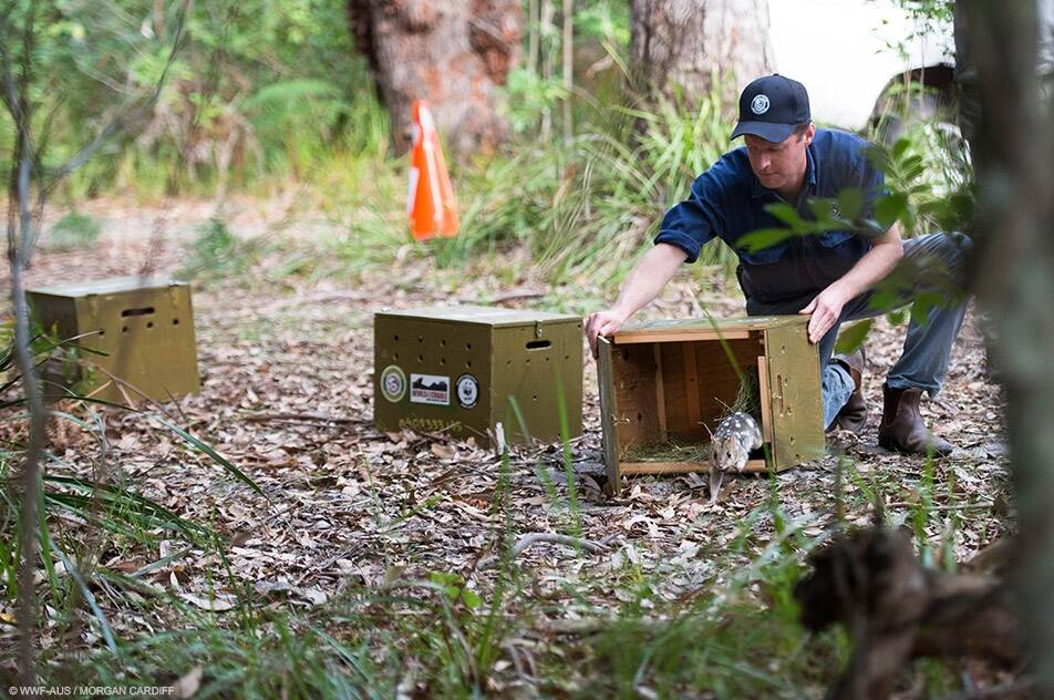 The Eastern Quolls were released into the Booderee National Park at Jervis Bay on Tuesday - the first time the mammals have been roaming free on the mainland for 50 years. Photo: supplied