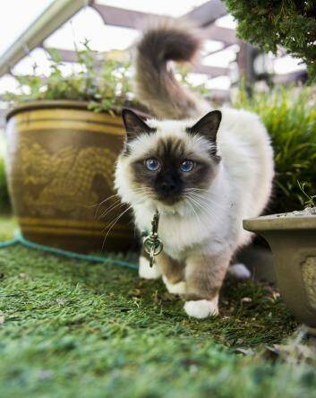 Lyn Goldsworthy's cat Teagha, which is allowed in the garden on a leash to protect native birds. Photo: Rohan Thomson