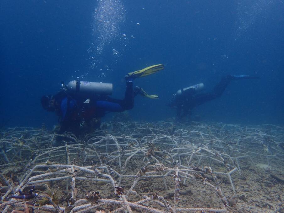 Divers interlocking a network of spiders to kick-start new growth in decimated reef areas Photo: Siobhan Heatwole