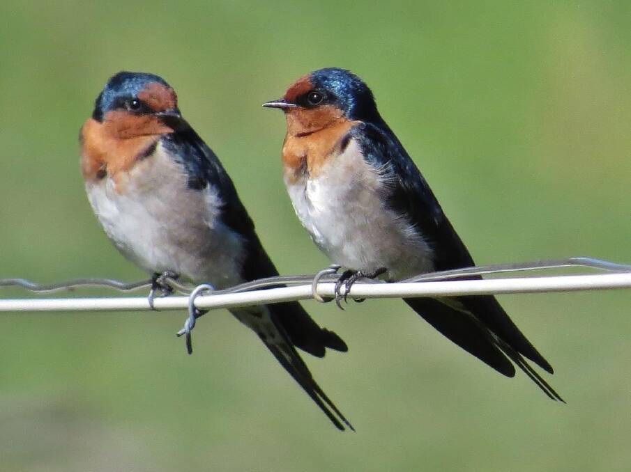 Welcome Swallows. Photo: John Bundock