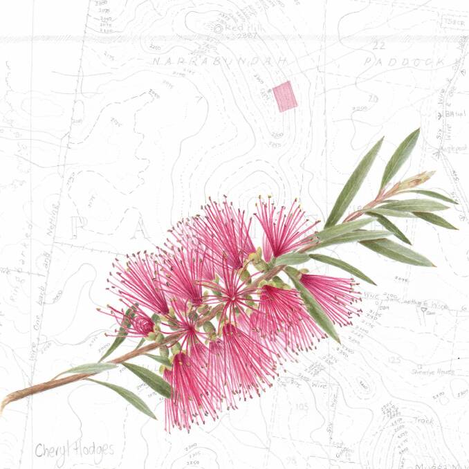 Callistemon sp. on Red Hill map. By Cheryl Hodges. Photo: Supplied