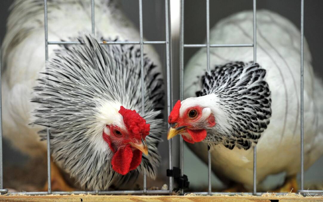 Two of the birds entered in the Royal Canberra National Poultry Show in 2015.
 Photo: Graham Tidy 