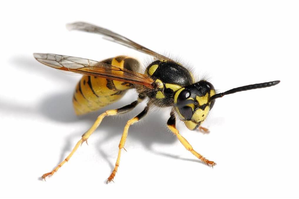 A European wasp. Photo: supplied