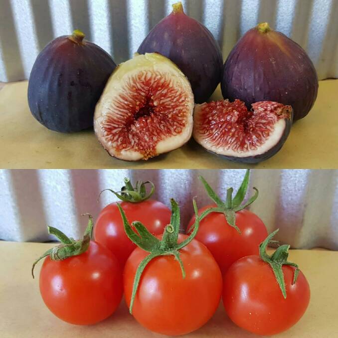 Black Genoa figs and cherry tomatoes from Hundred Acres Produce. Photo: Jodie Newall