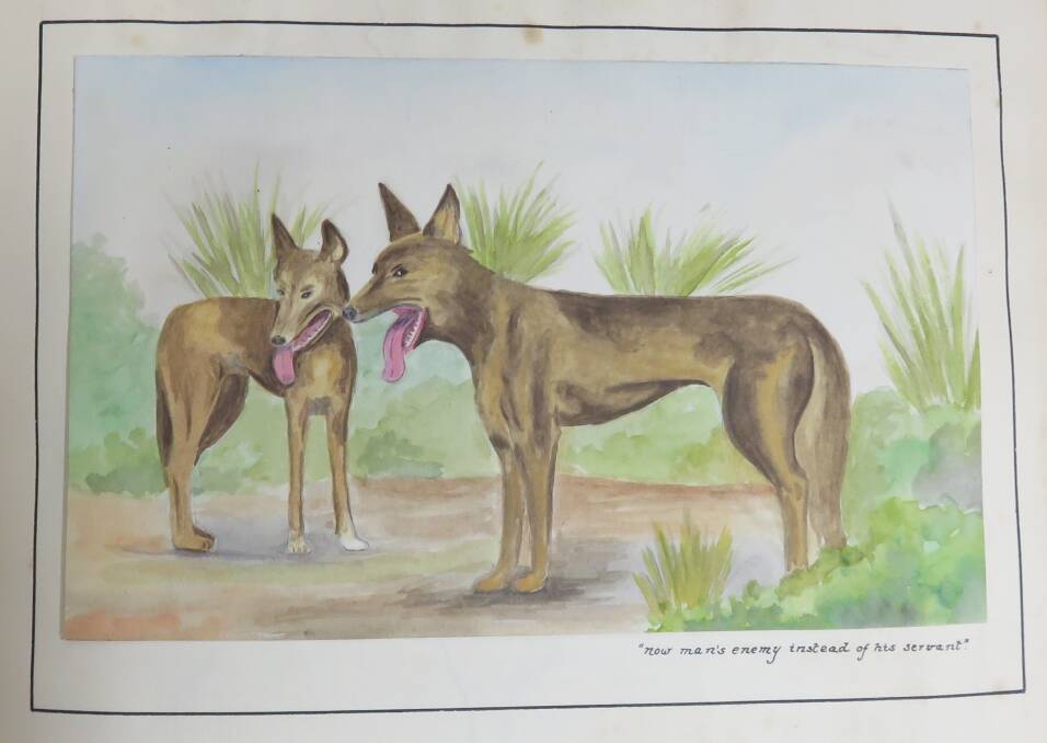 George Jefferis' painting of ACT dingoes in the Jefferis and Whelen Historical Documentation of Canberra, now on the ACT Heritage Register. Photo: George Jefferis