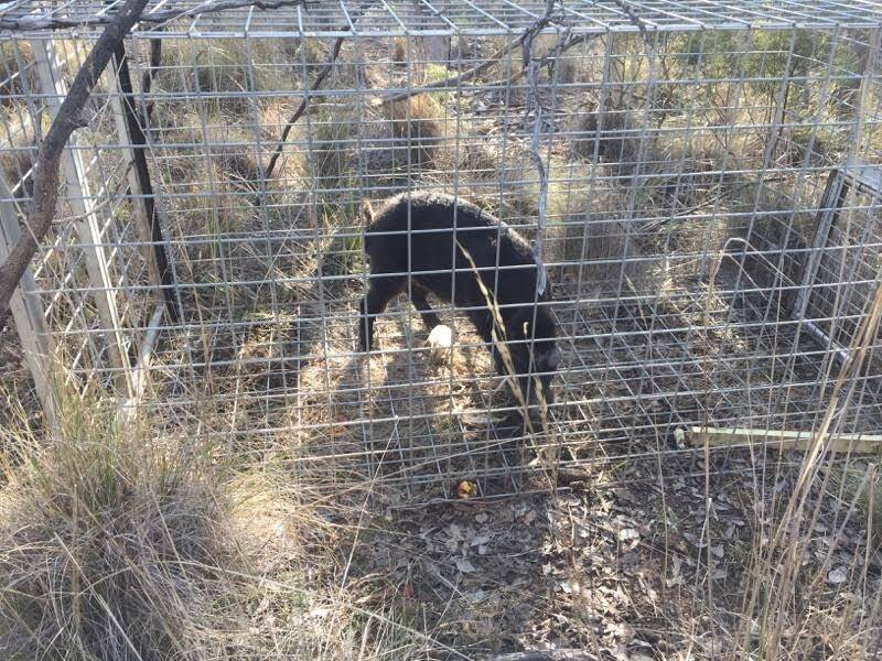 Queanbeyan City Council has captured and killed the wild pig. Photo: Supplied