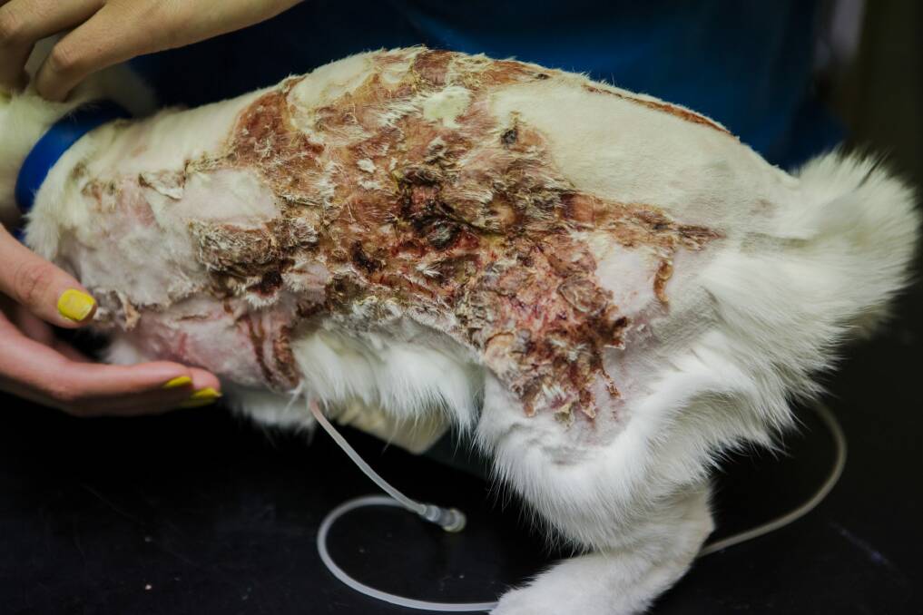 The kitten sustained burns to about a third of its body. Photo: Jamila Toderas