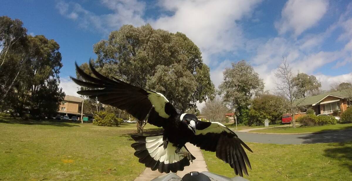 Acton recorded the second-highest number of magpie attacks this year. Photo: Noel Hart