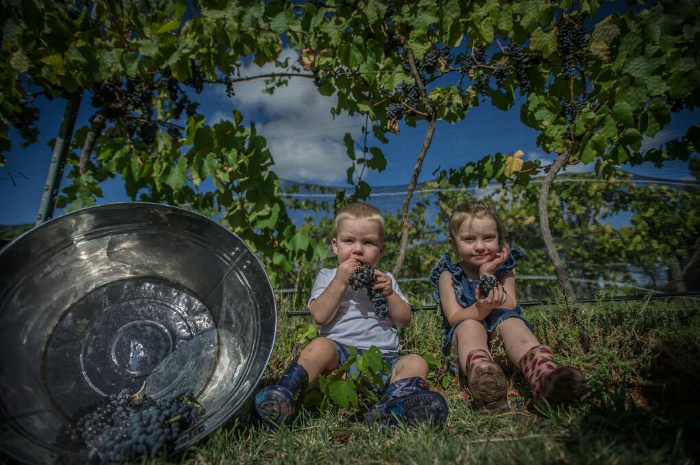 Ryder and Eloise McDougall helping with the grape picking at Summerhill Road Vineyard in Bywong. Photo: karleen minney