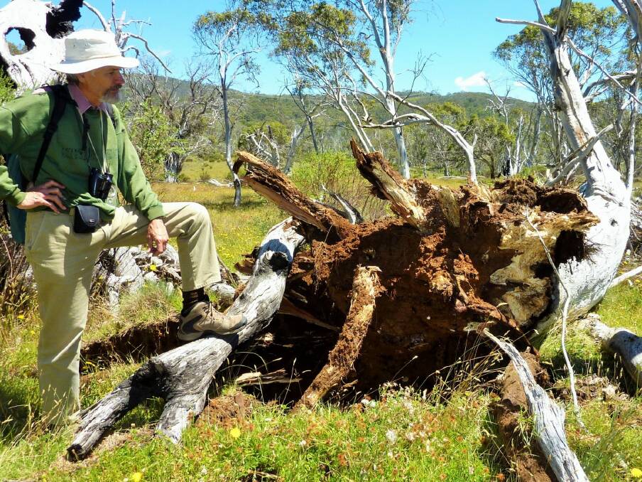 Matthew Higgins at the snow gum which fell just minutes after we walked beneath it. Photo: Supplied