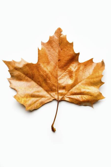 An autumn gold leaf. Photo: Supplied