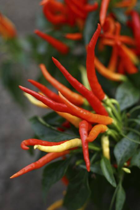 Do you know anyone who needs some chillies? Photo: Getty
