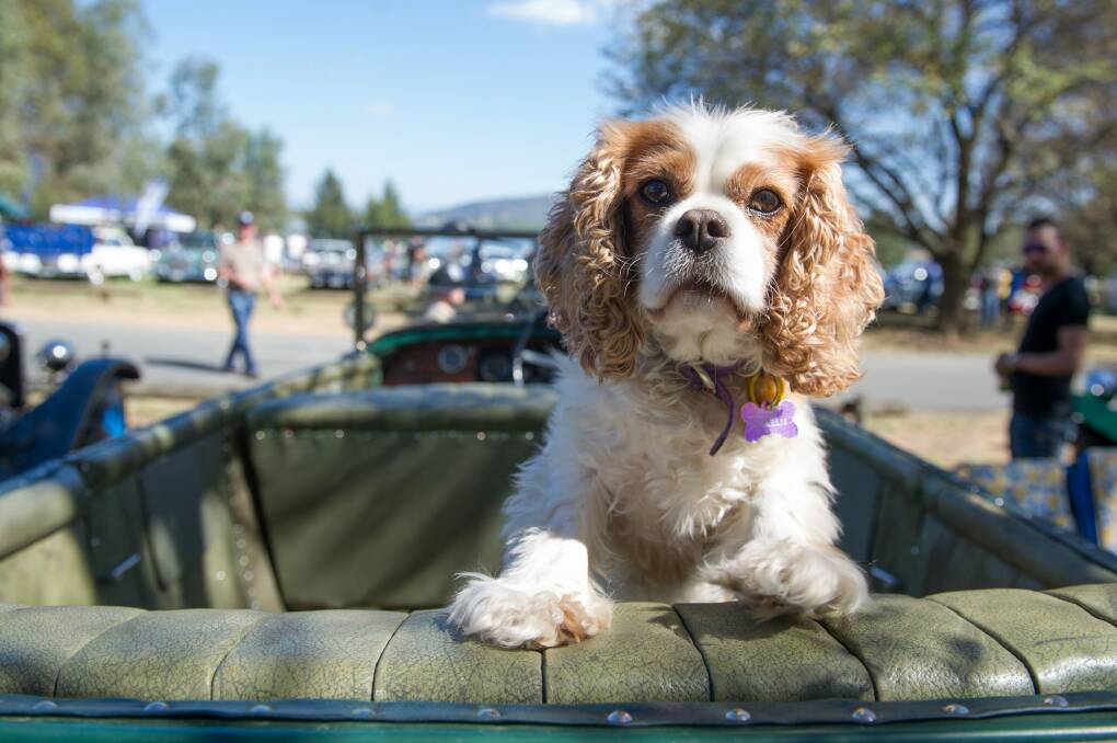 Aristocrat:  King Charles Cavalier spaniel Charlie takes the back seat of Ross Merdal's 1924 Sunbeam at the ACT Council of Motor Clubs Wheels event. Photo: Jay Cronan