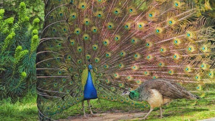 Peacock and peahen: Rite of Spring – Narrabundah. Photo: Geoffrey Dabb