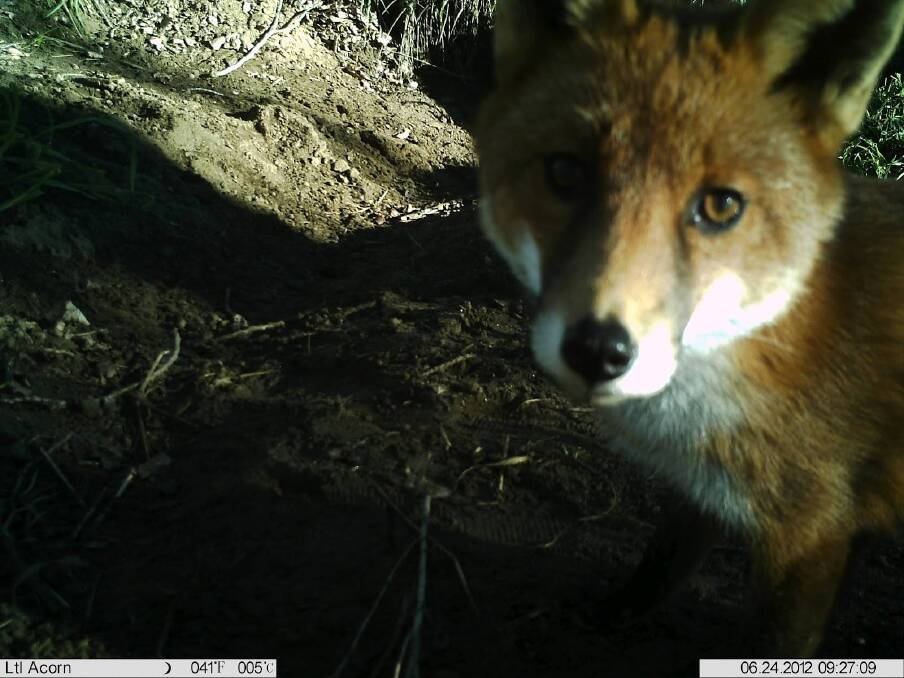 A fox gets up close and personal with Dave Reid's s trail camera in the Gigerline Nature Reserve near Tharwa in 2012. Photo: Dave Reid