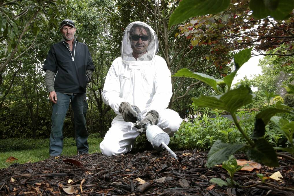Professional gardener Mike Bayly watches as pest technician Jim Bariesheff treats the ground in a Canberra garden. Photo: Jeffrey Chan
