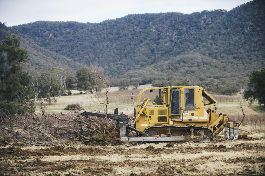 The orchard peach trees are being bulldozed, because the orchards cannot be sold as a going concern. 


 Photo: Rohan Thomson