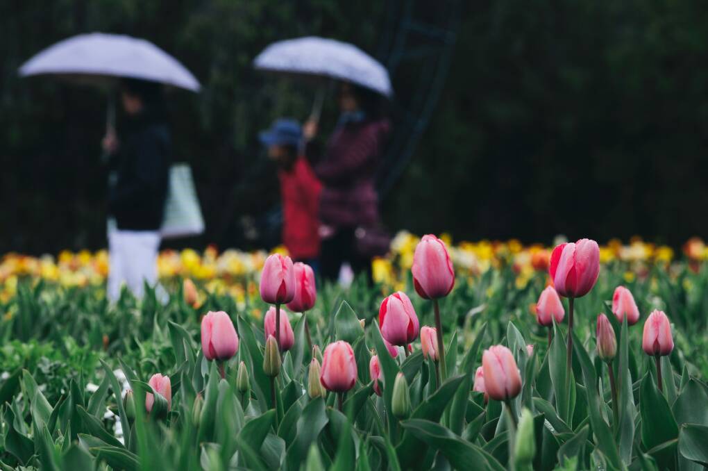 Armed with umbrellas, Floriade visitors admire the tulips on Sunday morning. Photo: Rohan Thomson