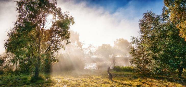 This photo has been entered in the Canberra Times Autumn photo competition by Christine Bamford. Welcome to frosty mornings, as taken 25km from Canberra on May 4. Photo: Christine Bamford