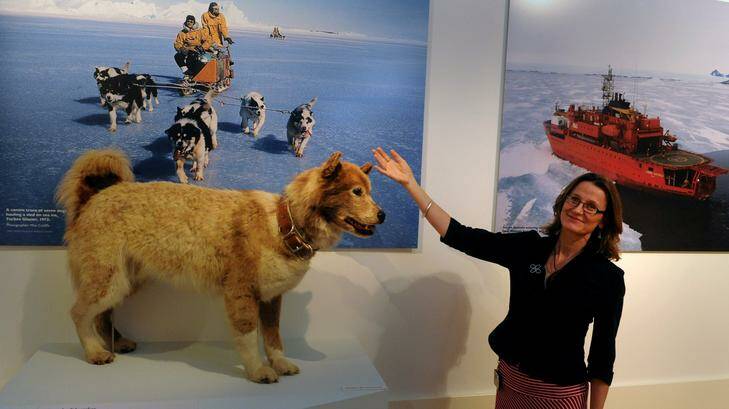 Traversing Antarctica-The Australian Experience curator Jane MacKnight with Shep the husky who was born at Mawson Station in 1980 and died in a blizzard in 1983. The exhibition is on at the National Archives . Story-Megan Doherty. Photo: Richard Briggs