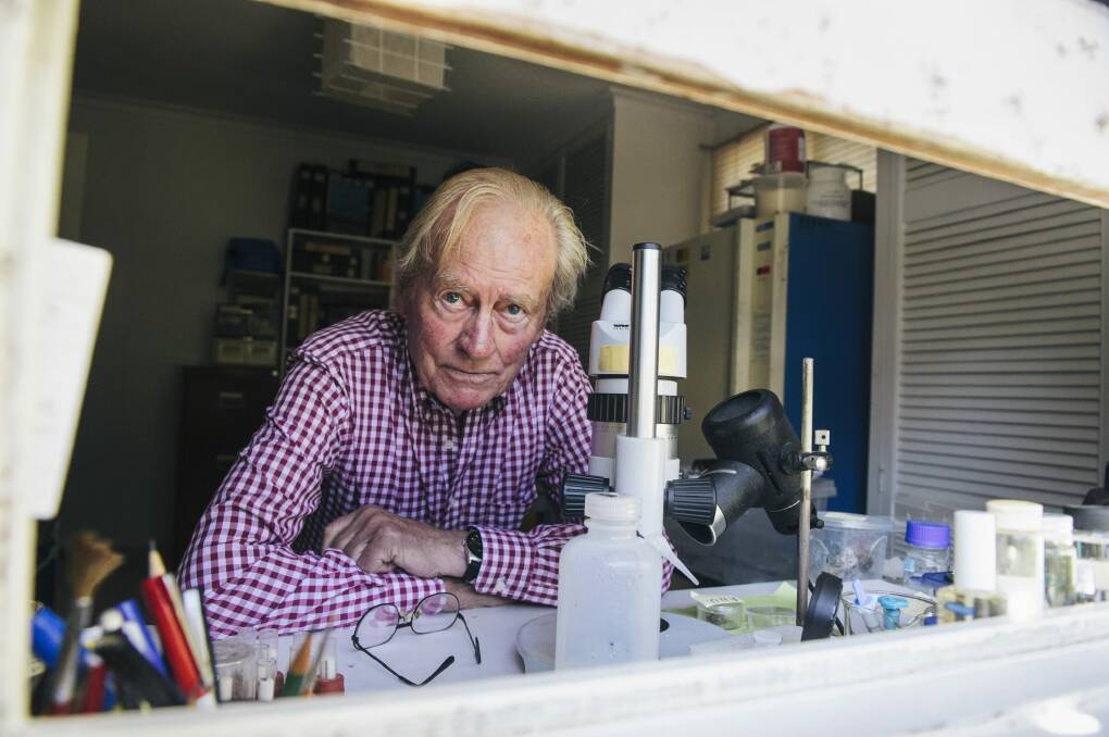 Canberra entomologist Dr Philip Spradbery in his laboratory in Yarralumla. Photo: Rohan Thomson