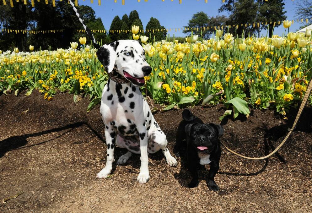 News: From left, Dollie a one year old dalmatian of Crace and 10 month old Tuffie McPuggles of Crace enjoy Dogs Day Out at Floriade. 6th October 2015. Photo by Melissa Adams of The Canberra Times. Photo: Melissa Adams MLA