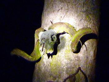 An old ram's skull nailed to a tree at Old Bywong Town. Photo: Tim the Yowie Man