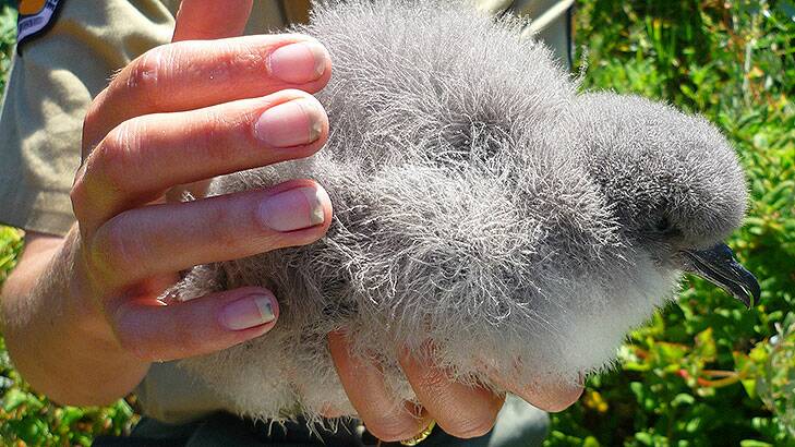 The fluffy new Goulds Petrel at Montague Island. Photo: Department of Environment, NSW.