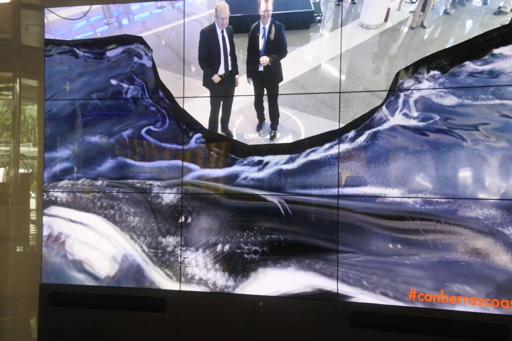 Canberra Airport's managing director Stephen Byron and Attorney-General Gordon Ramsay get up close and personal with a whale at the Saphire Coast.  Photo: Clare Sibthorpe