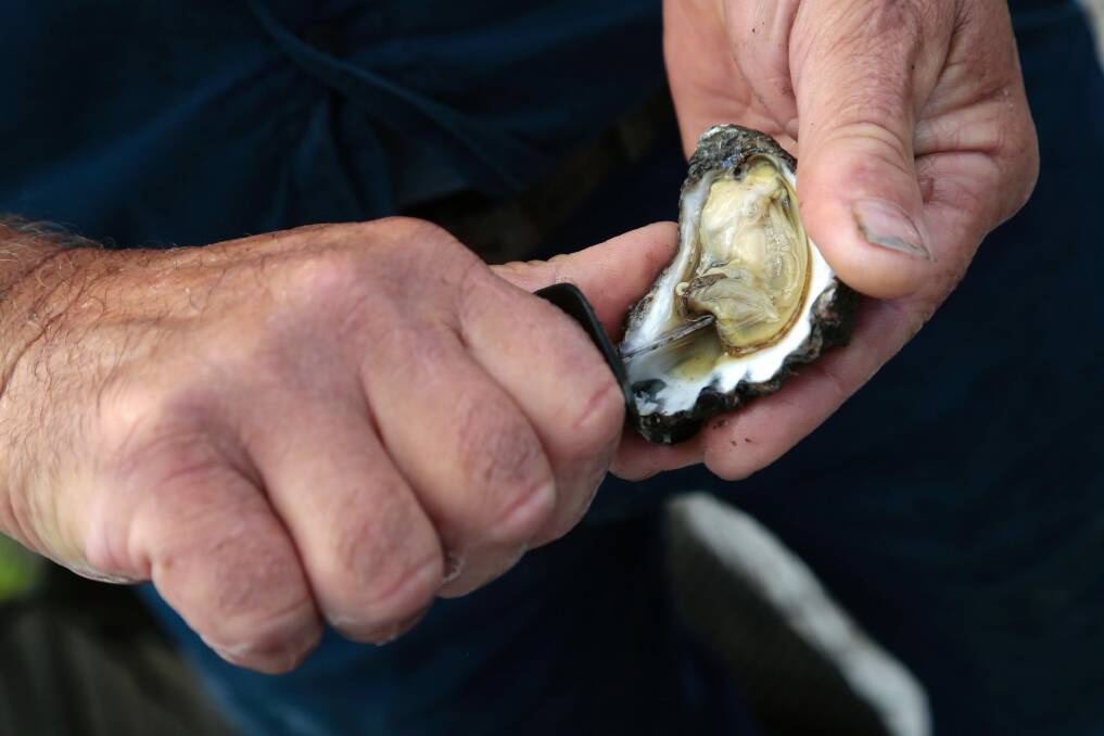 Heavy rain on Saturday has disrupted oyster harvesting on the Clyde River, at Batemans Bay. Photo: Jeffrey Chan