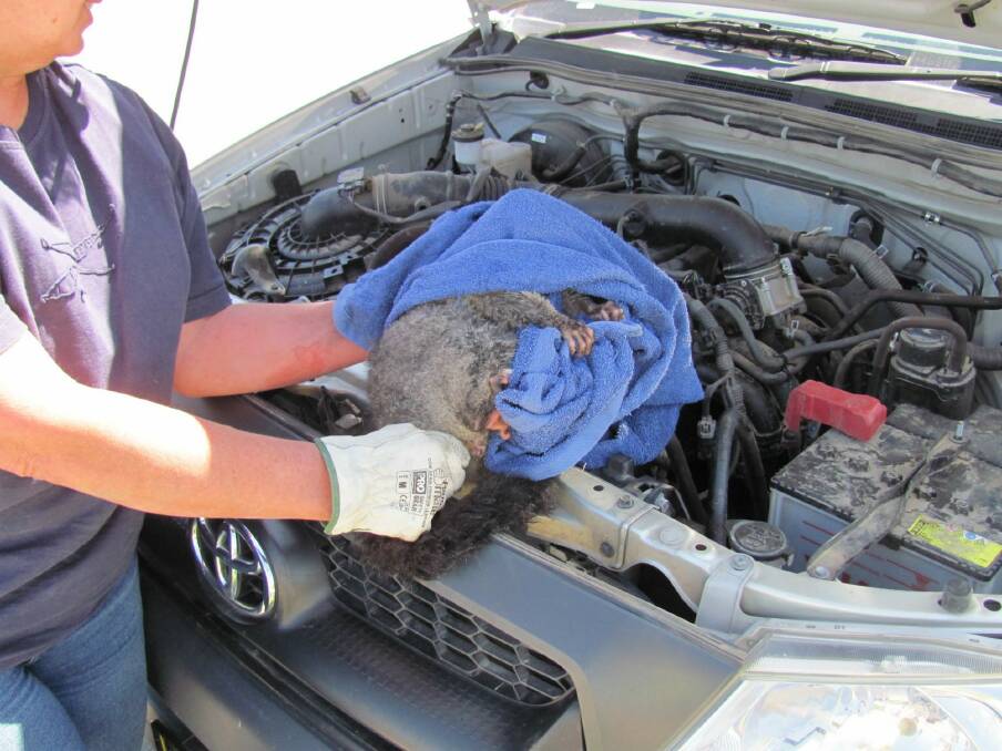 Of the 2000 calls Wildcare receives in a year, a small number are to extract native animals from unusual places. This possum was found under the bonnet of a car but hid in the air filter when rescuers tried to extract him. Photo: Supplied
