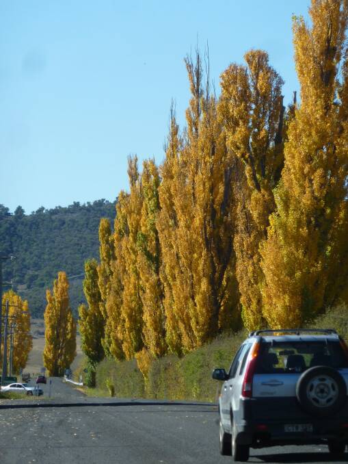 Lines of poplar trees in their autumn splendour near Berridale. Photo: Tim the Yowie Man
