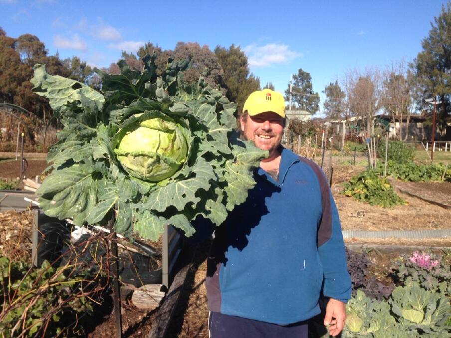 Troy Lloyd with his huge cabbage. Photo: Rebecca Bourke