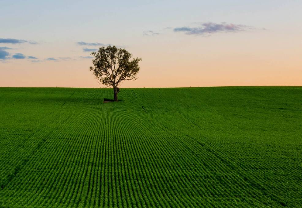 An entry to the Canberra Times spring photo competition from Ivy Lu. Photo: Ivy Lu