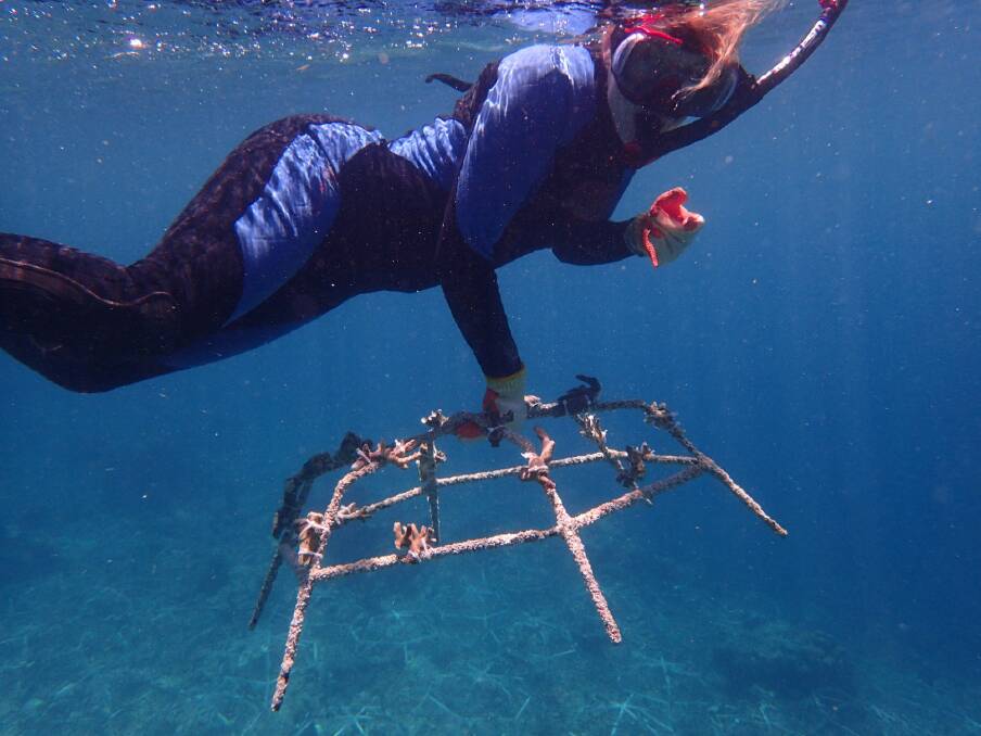 She uses metal spiders to cultivate coral nurseries.  Photo: Siobhan Heatwole
