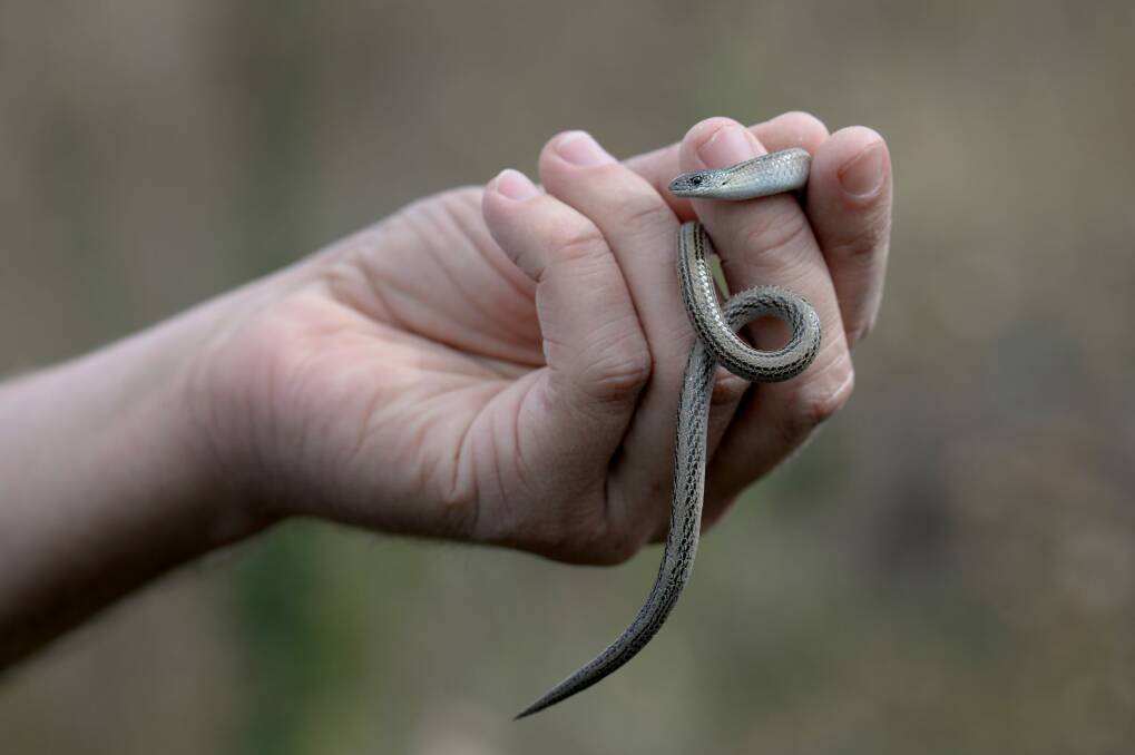 The striped legless lizard is a threatened species in Canberra's native grasslands. Photo: Penny Stephens