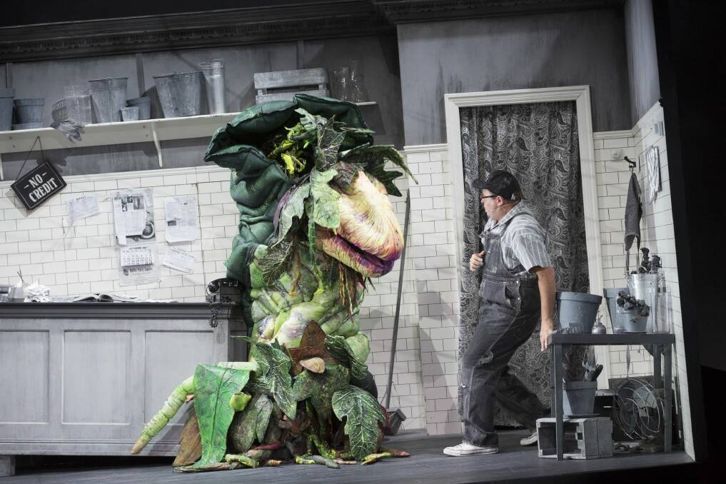 Brent Hill  as Seymour in Little Shop of Horrors. Photo: Simon O'Dwyer