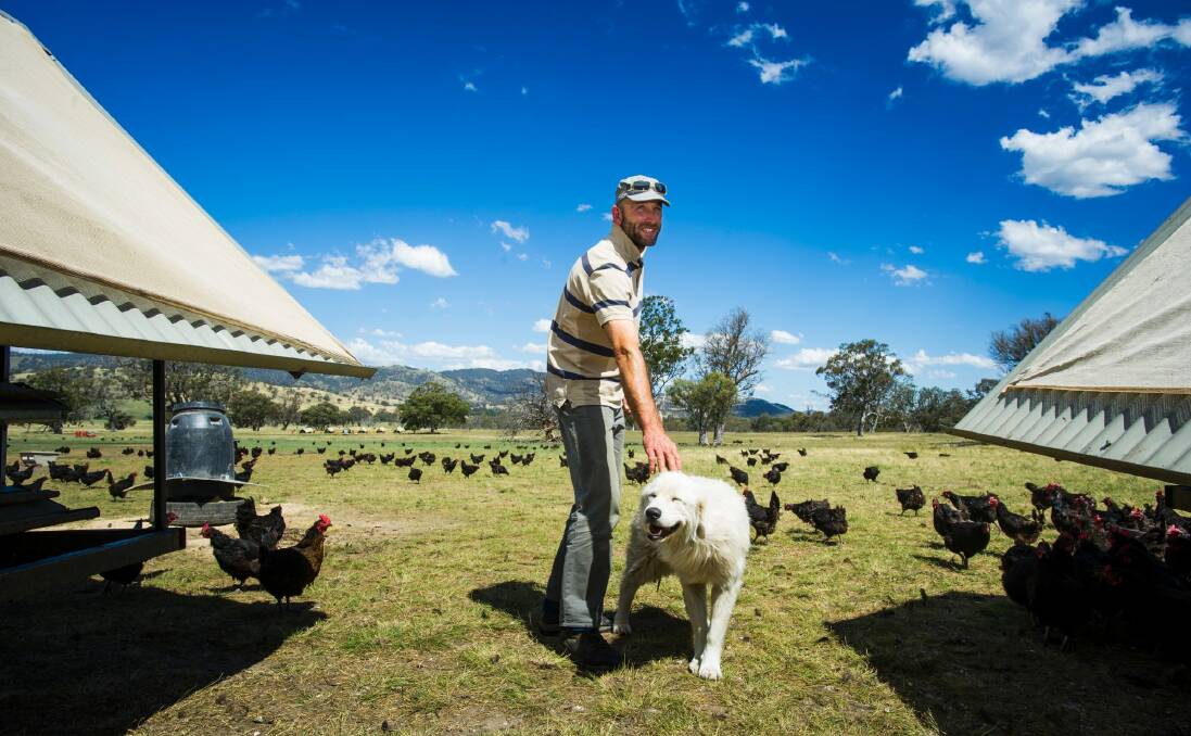 Chicken farmer Bruce Gibbs with one of his eight Maremma dogs. Photo: Elesa Kurtz