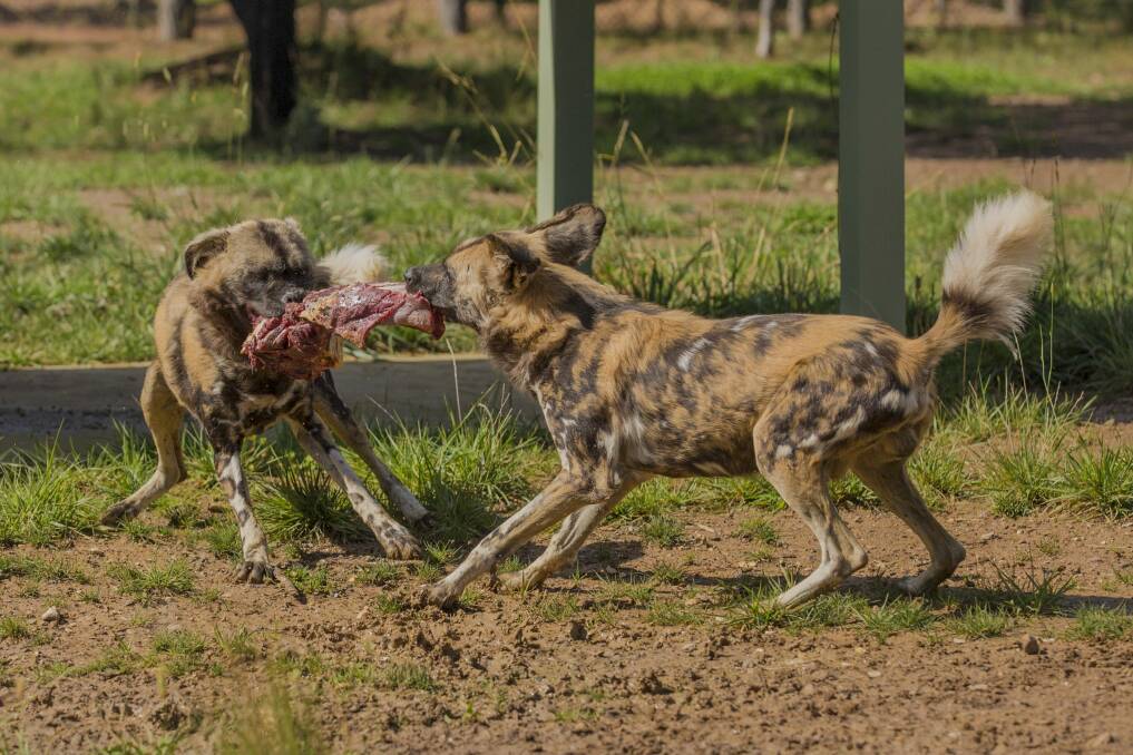 Two African painted dogs at the National Zoo and Aquarium ''share'' their food. Photo: Jamila Toderas