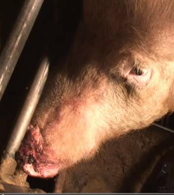 A sow with an injured snout. Photo: Supplied