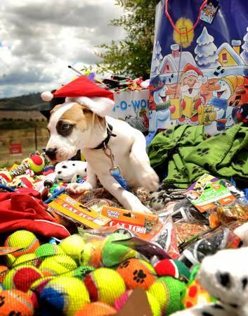 A lovable pup from the Weston RSPCA takes stock of the Christmas presents provided by Marco. Photo: Colleen Petch