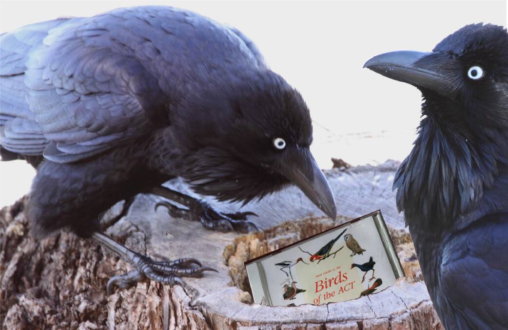 ACT ravens happy here after all (even reading a book about ACT birds). Photo: Geoffrey Dabb.