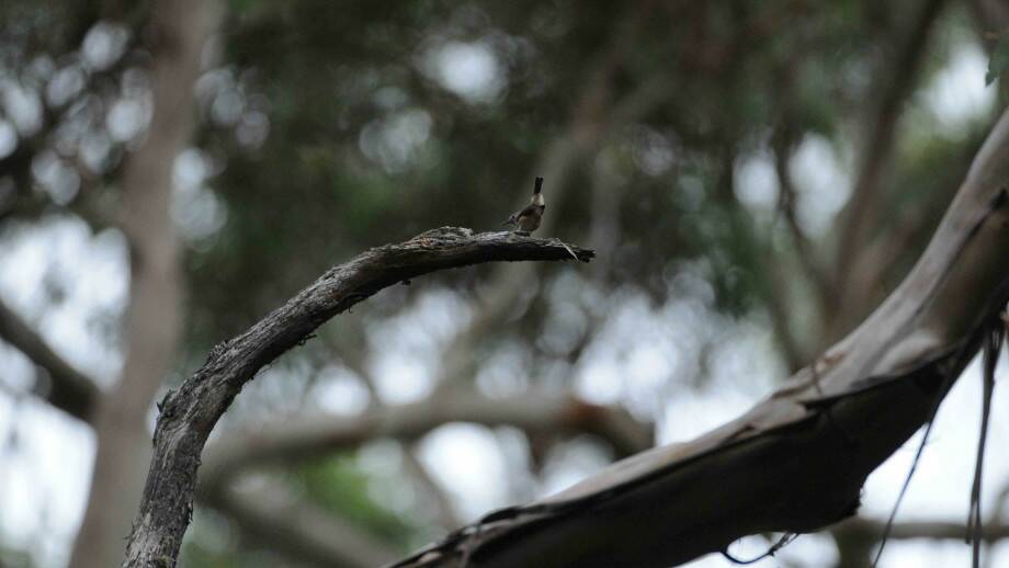 The King Island brown thornbill. Photo: David James